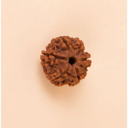 Authentic Isha Shanmukhi (six faced) Rudraksha Bead. Single bead for children below 14 years of age.